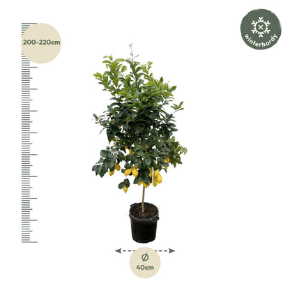 Citrus Lemon (Citroenboom) 150cm & 200cm