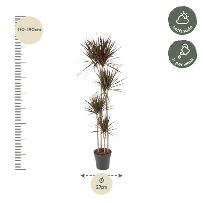 Dracaena Marginata  - 180 cm - ø27