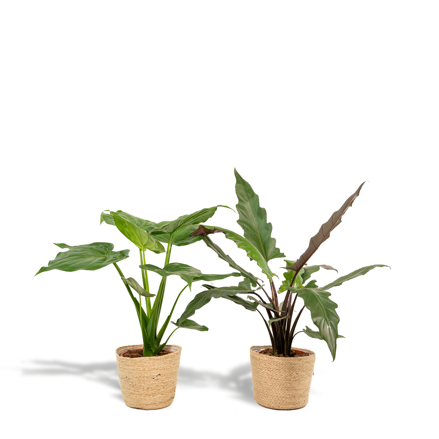 Planten Bundel | Exotic Escape - inclusief mand