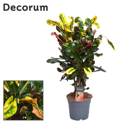 Croton Mammi - Ø17cm - ↕60cm