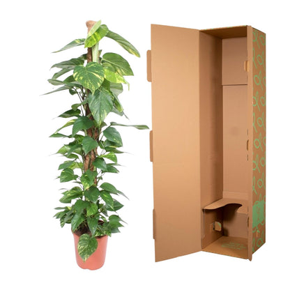 Epipremnum Aureum mosstok - 150 cm - ø27