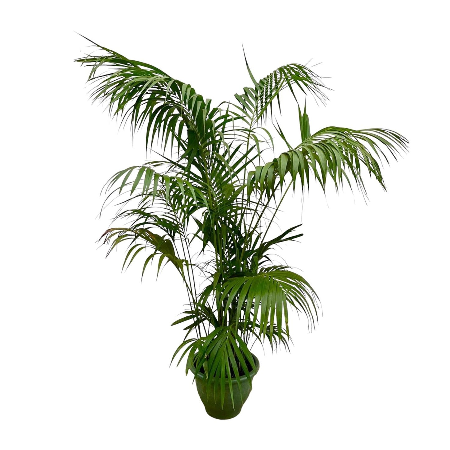 Kentia palm - 260cm tot 160cm