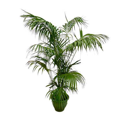 Kentia palm - 260cm tot 160cm
