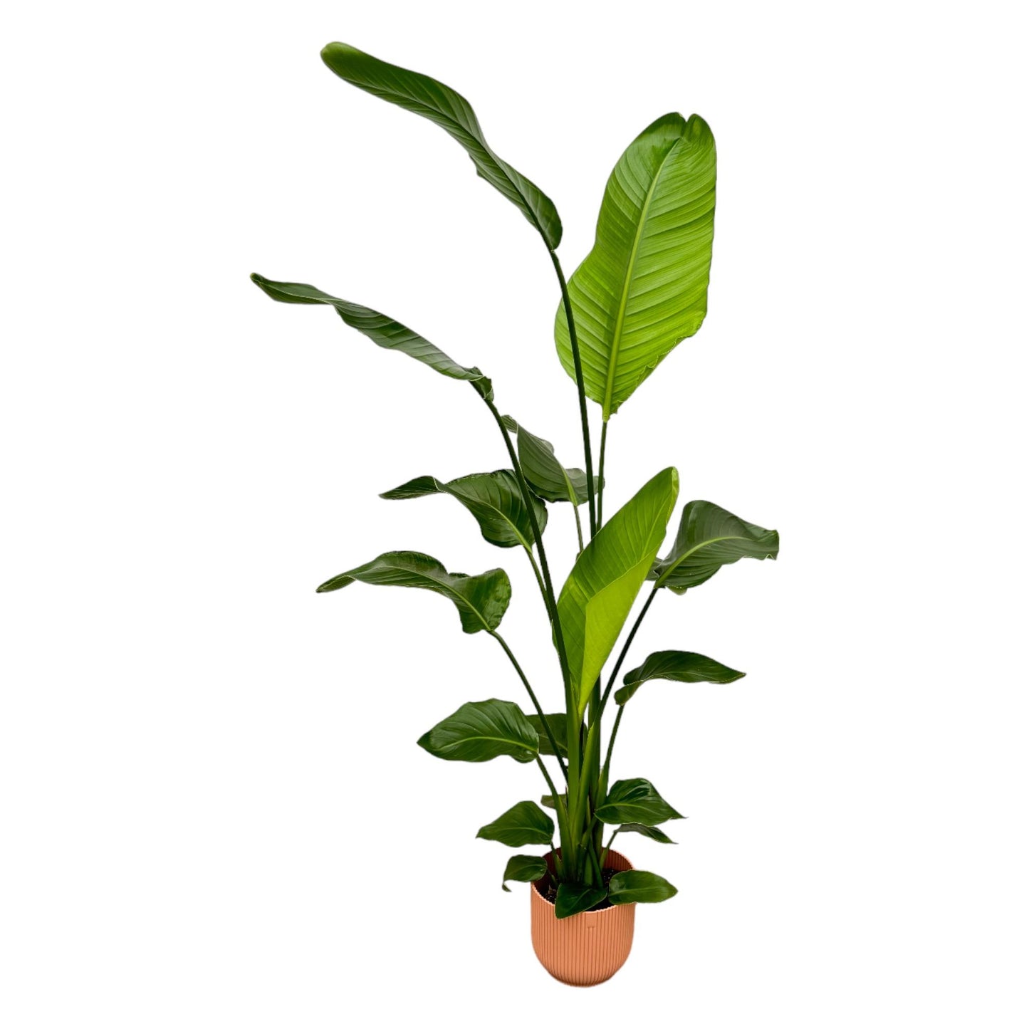 Strelitzia Nicolai inclusief Elho Vibes Pot 130 cm