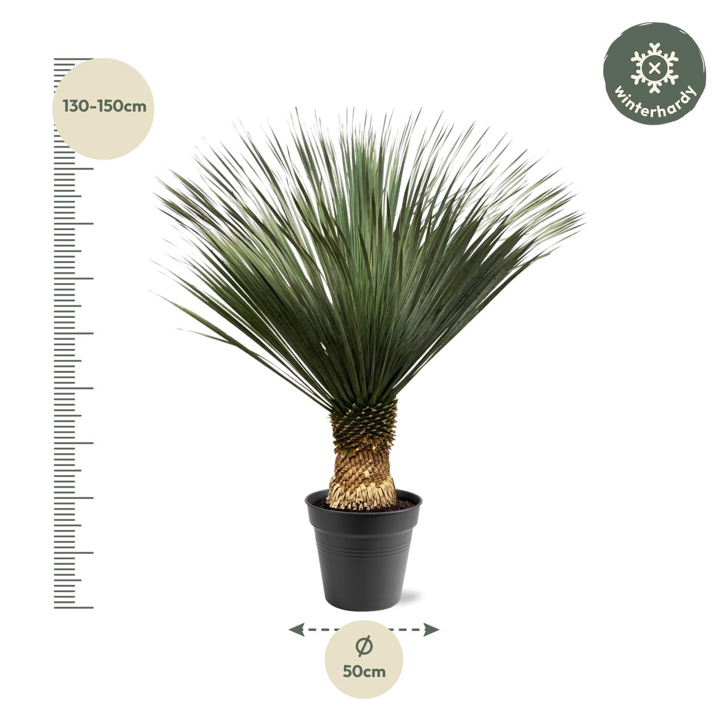 Yucca Rostrata - 100 tot 150cm