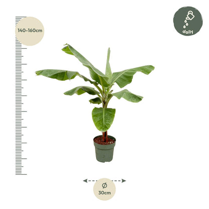 Bananenplant (Musa) - 170cm - Ø30