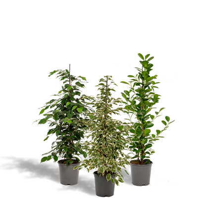 Planten Bundel | Ficus Fusion