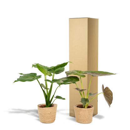 Planten Bundel | Alocasia Harmony - inclusief Mand