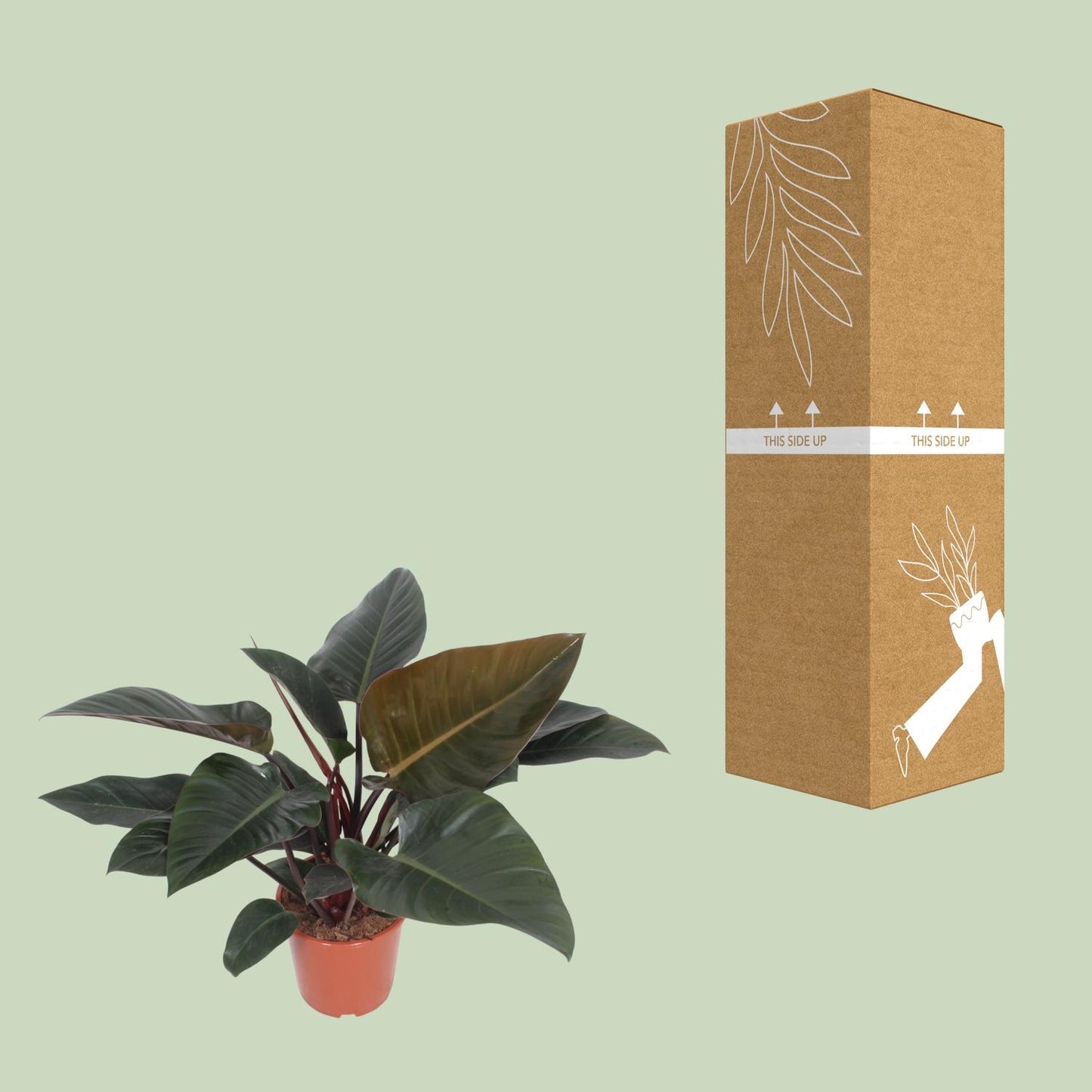 Philodendron Congo Red - Ø27cm - ↕80cm