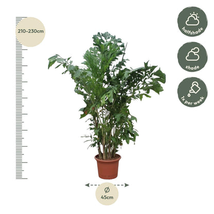 Caryota Mitis - 140 tot 250 cm