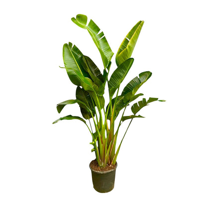 Strelitzia Augusta multi stam XXL - 250 cm - ø30-40