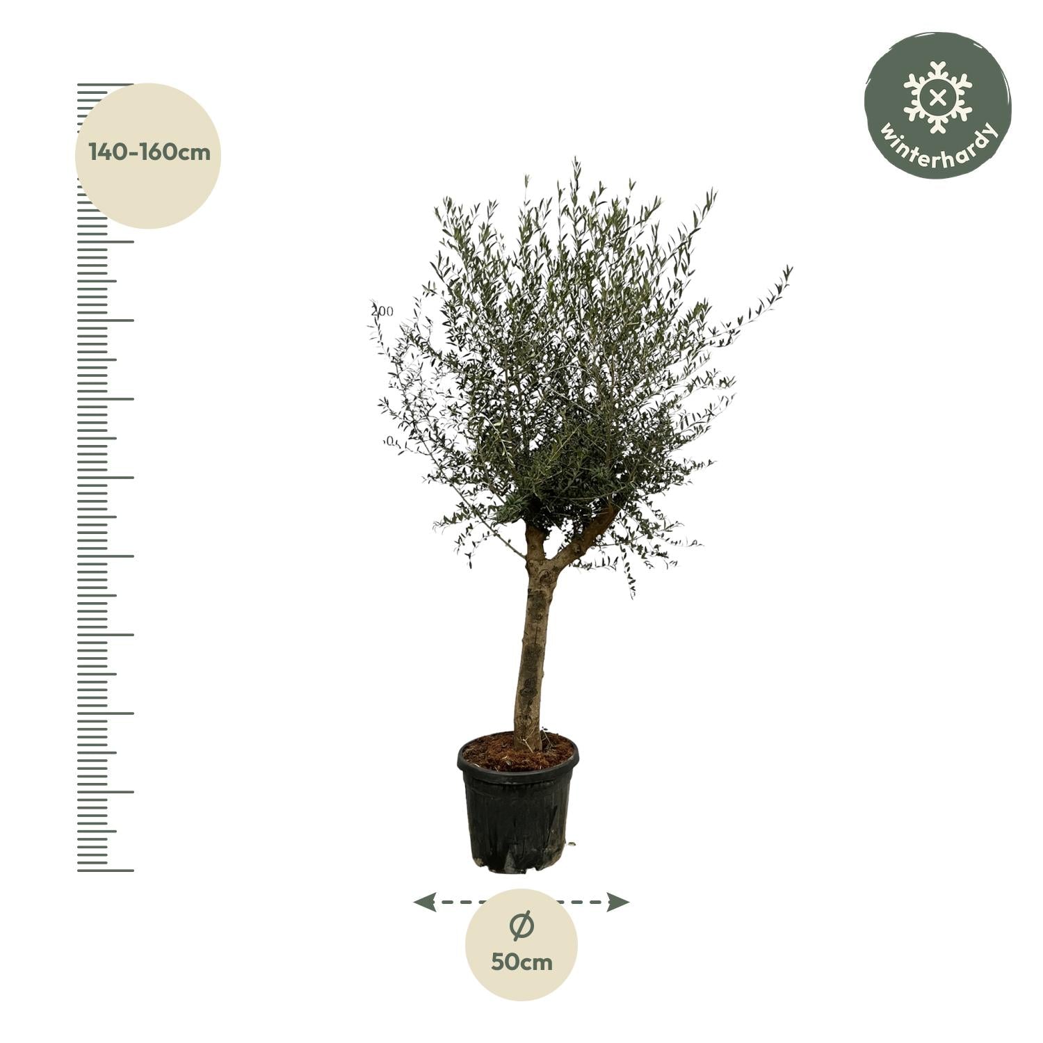 Olea Lorc - 200 cm - Ø45cm
