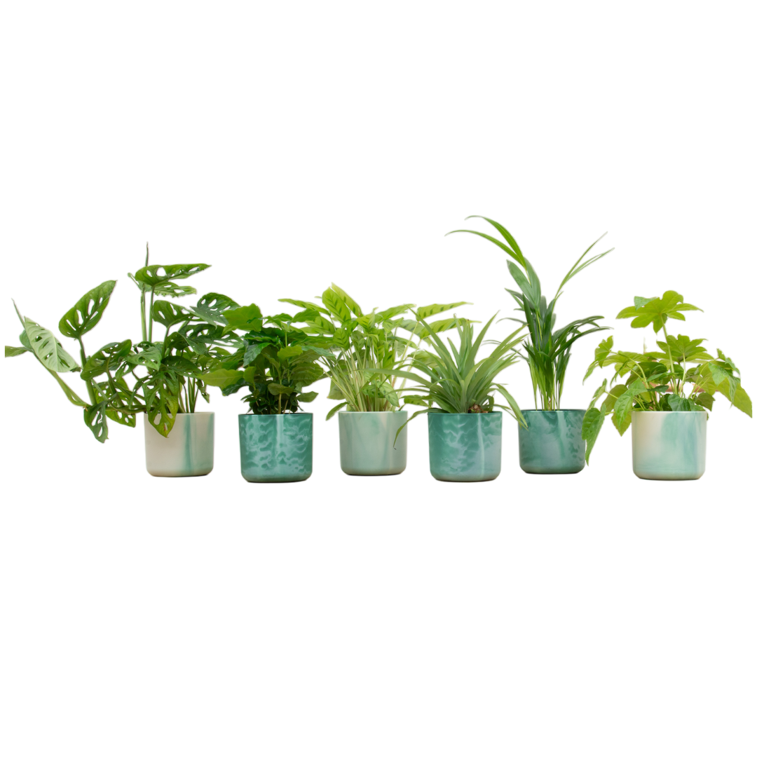 Verrassingsbox - 6 planten inclusief Elho Ocean Potten