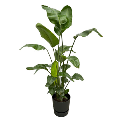 Combi deal - Strelitzia Nicolai inclusief Elho Greenville Pot - 160 cm