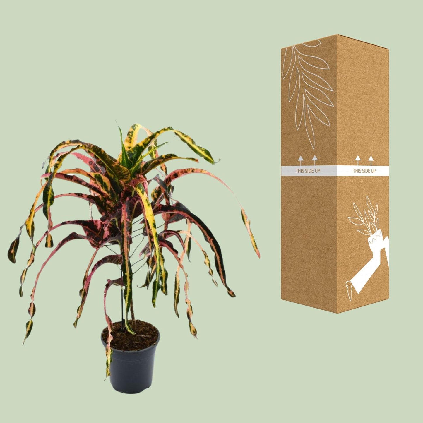 Croton Dreadlock - ↕85cm  Ø19cm