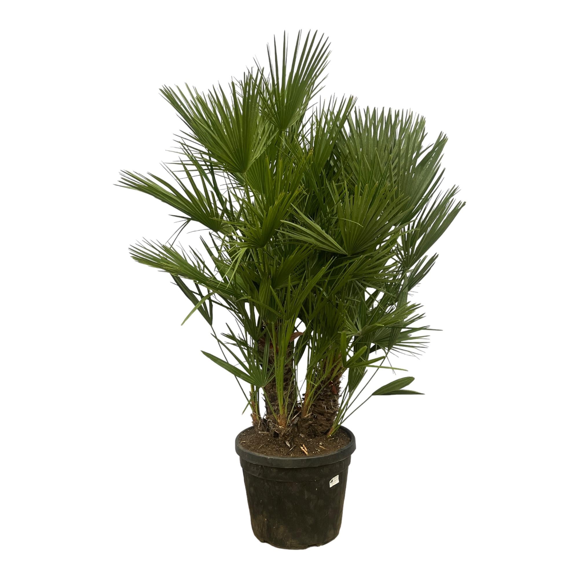 Chamaerops Humilis 100 tot 180cm