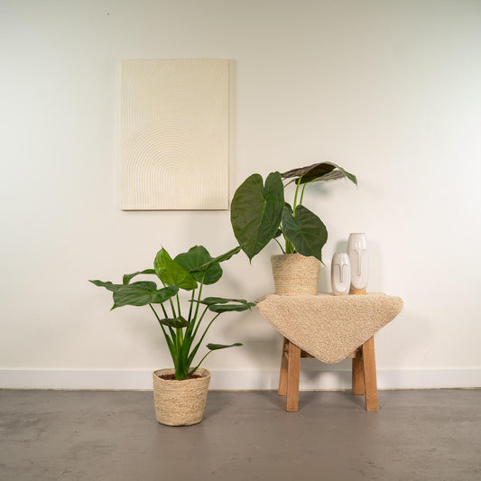 Planten Bundel | Alocasia Harmony - inclusief Mand