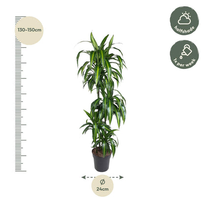 Dracaena Hawaiiana - 180 cm - ø24