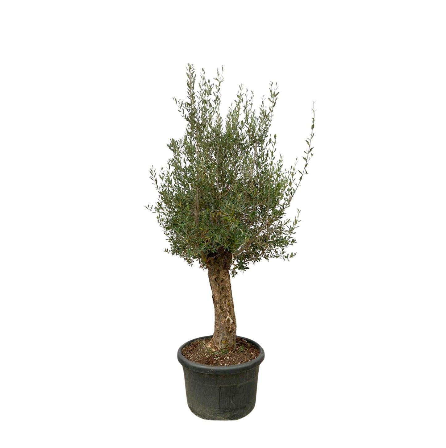 Olea Europaea Bonsai - 270cm- Ø80