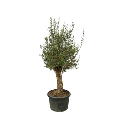 Olea Europaea Bonsai - 270cm- Ø80