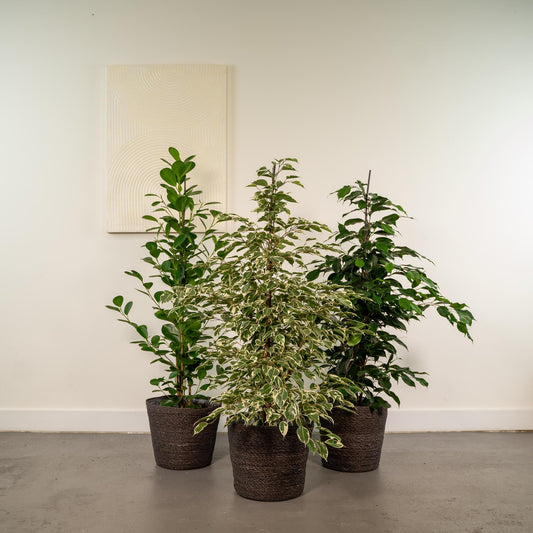 Planten Bundel | Ficus Fusion