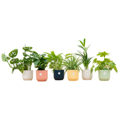 Verrassingsbox - 6 planten inclusief Elho potten
