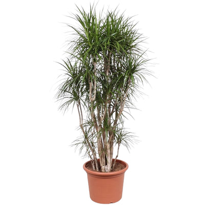 Dracaena Marginata vertakt - 220 cm - ø40