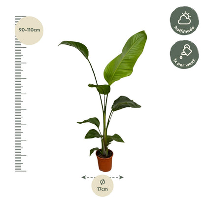 2x Strelitzia Nicolai - 100 tot 130 cm