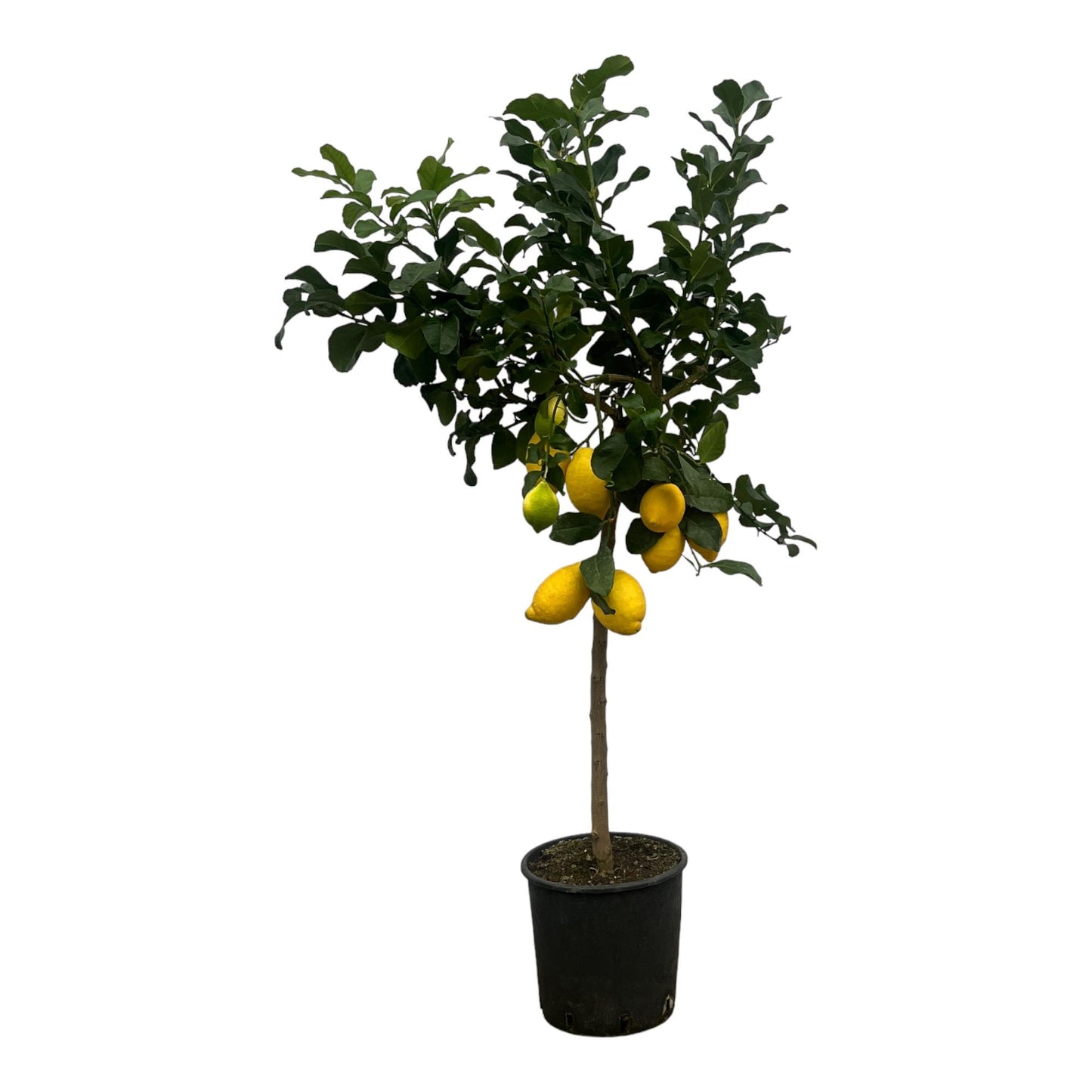 Citrus Lemon (Citroenboom) 150cm & 200cm