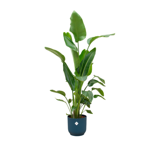 Combi deal - Strelitzia Nicolai inclusief Elho Vibes Pot 160 cm