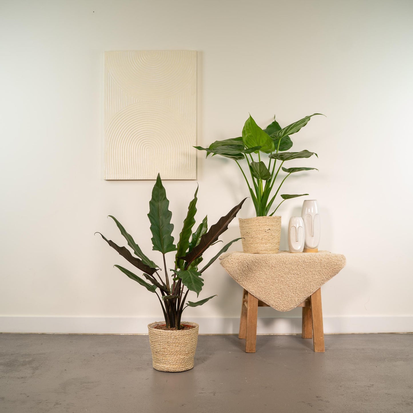 Planten Bundel | Exotic Escape - inclusief mand