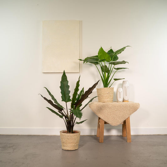 Planten Bundel | Exotic Escape - inclusief mand