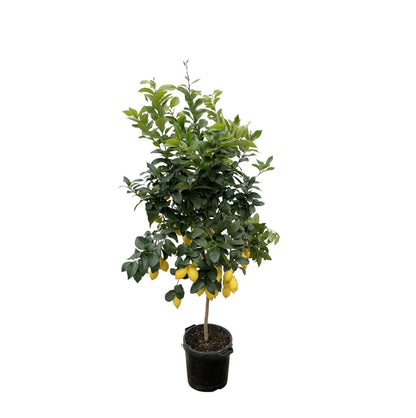 Citrus Lemon (Citroenboom) 150cm & 200cm