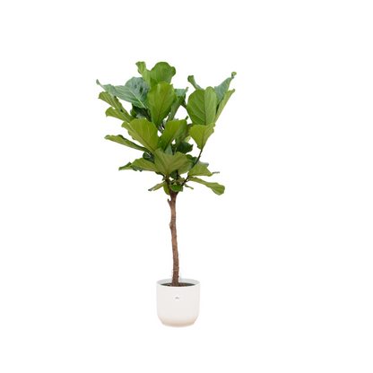Ficus Lyrata stam inclusief Elho Vibes Pot - 150 cm