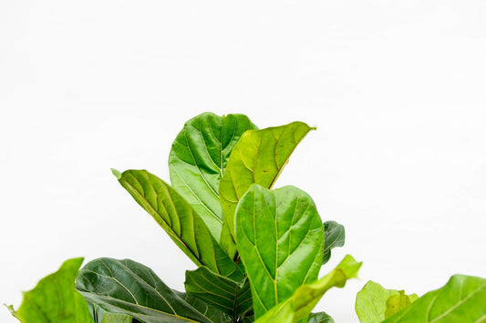 Ficus Lyrata vertakt XXXL 220cm tot 170cm