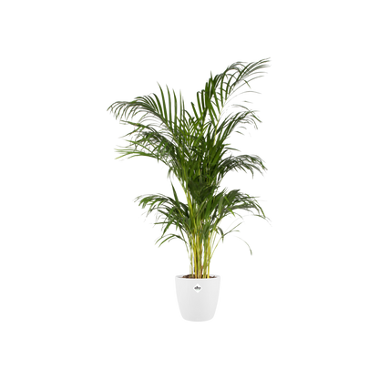 Pot elho Brussels Round Wit