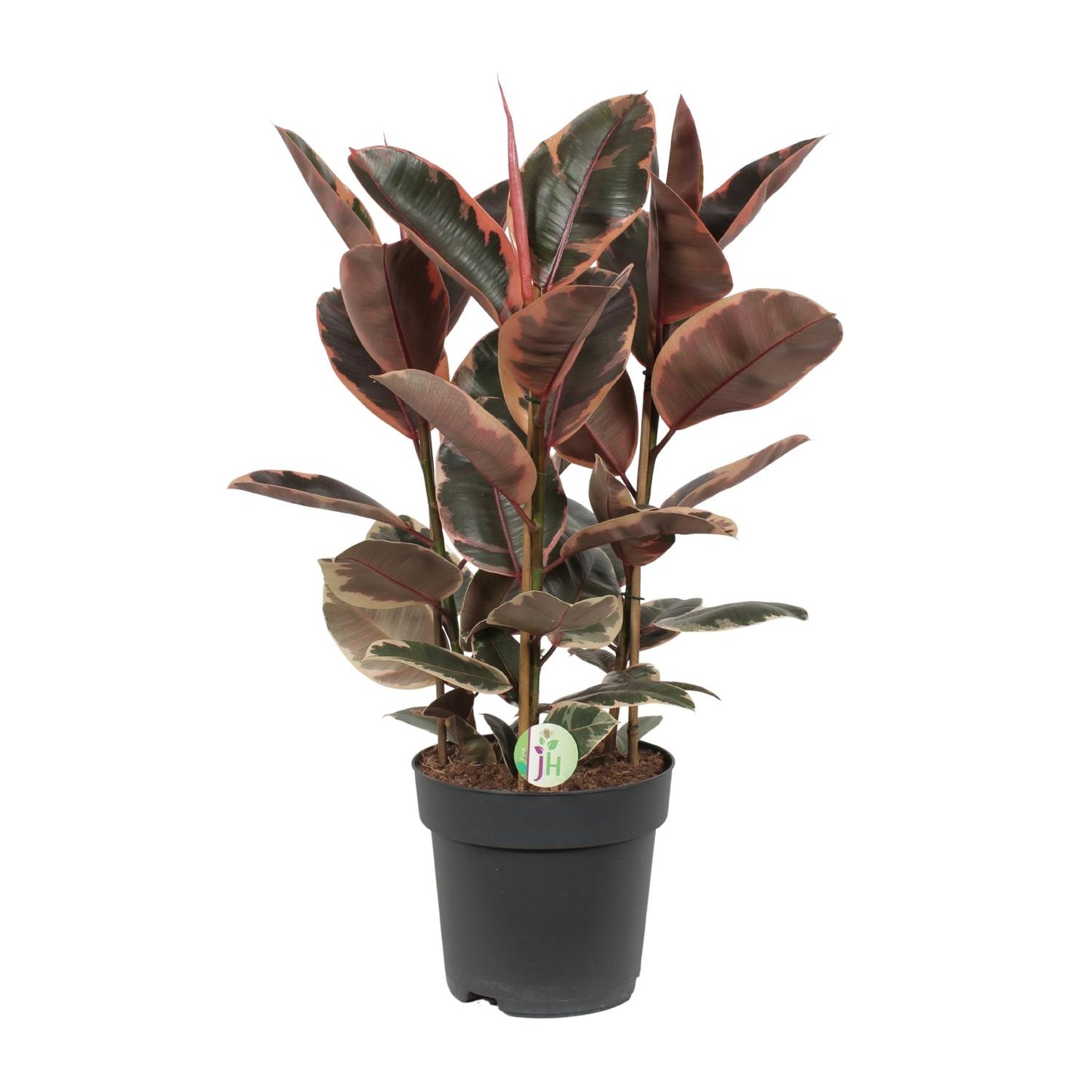 Ficus Elastica Belize - Ø27cm - ↕80cm