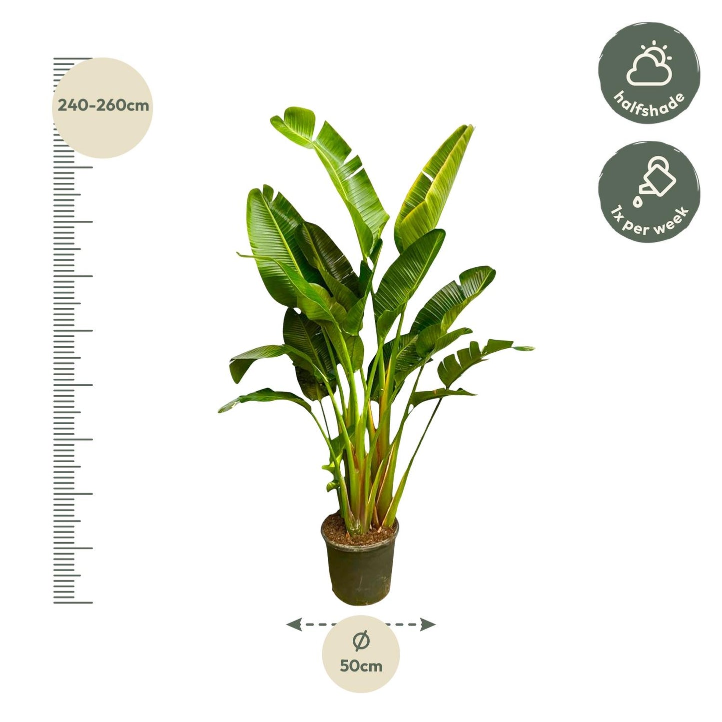 Strelitzia Augusta multi stam XXL - 250 cm - ø30-40