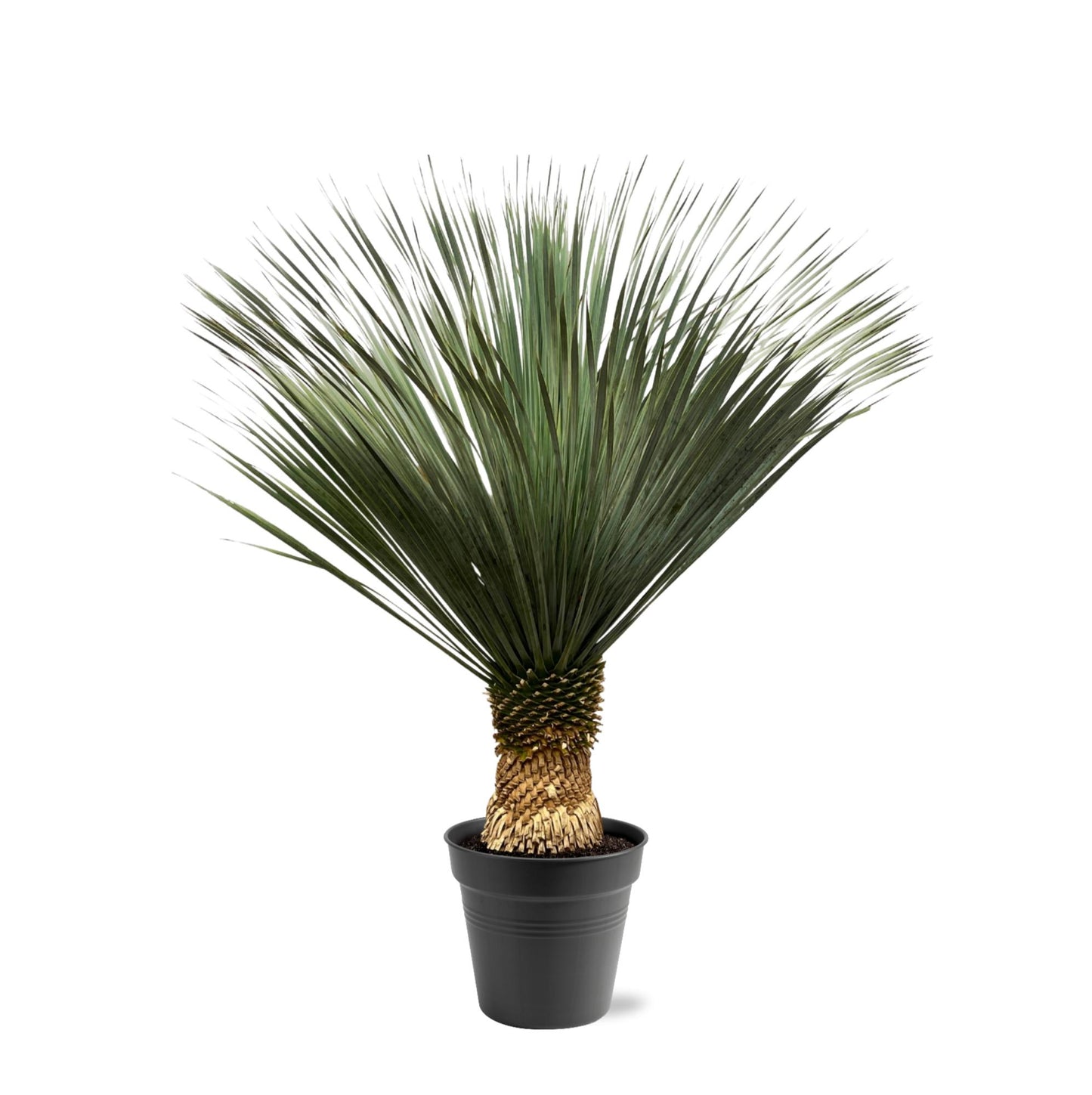 Yucca Rostrata - 100 tot 150cm