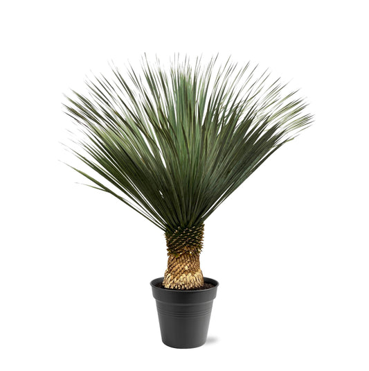Yucca Rostrata - 100 tot 150cm