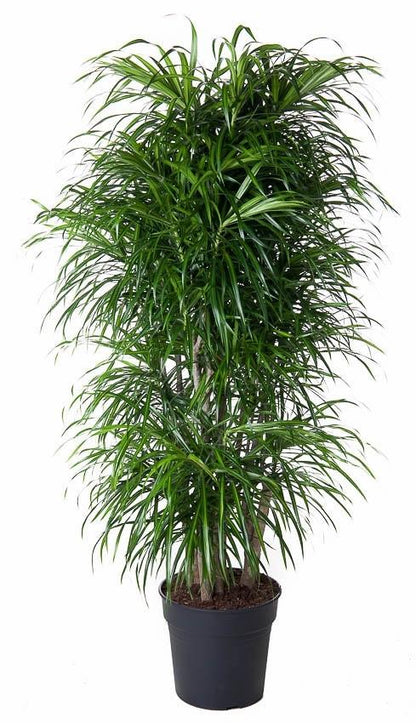 Dracaena Anita vertakt - 160 cm - ø34