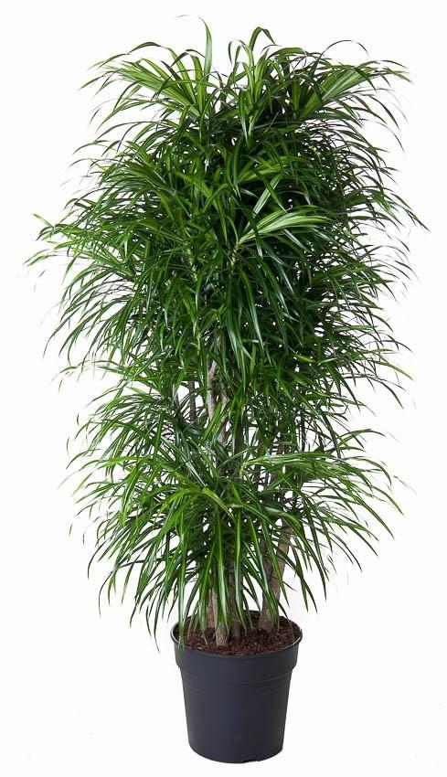 Dracaena Anita vertakt - 160 cm - ø34