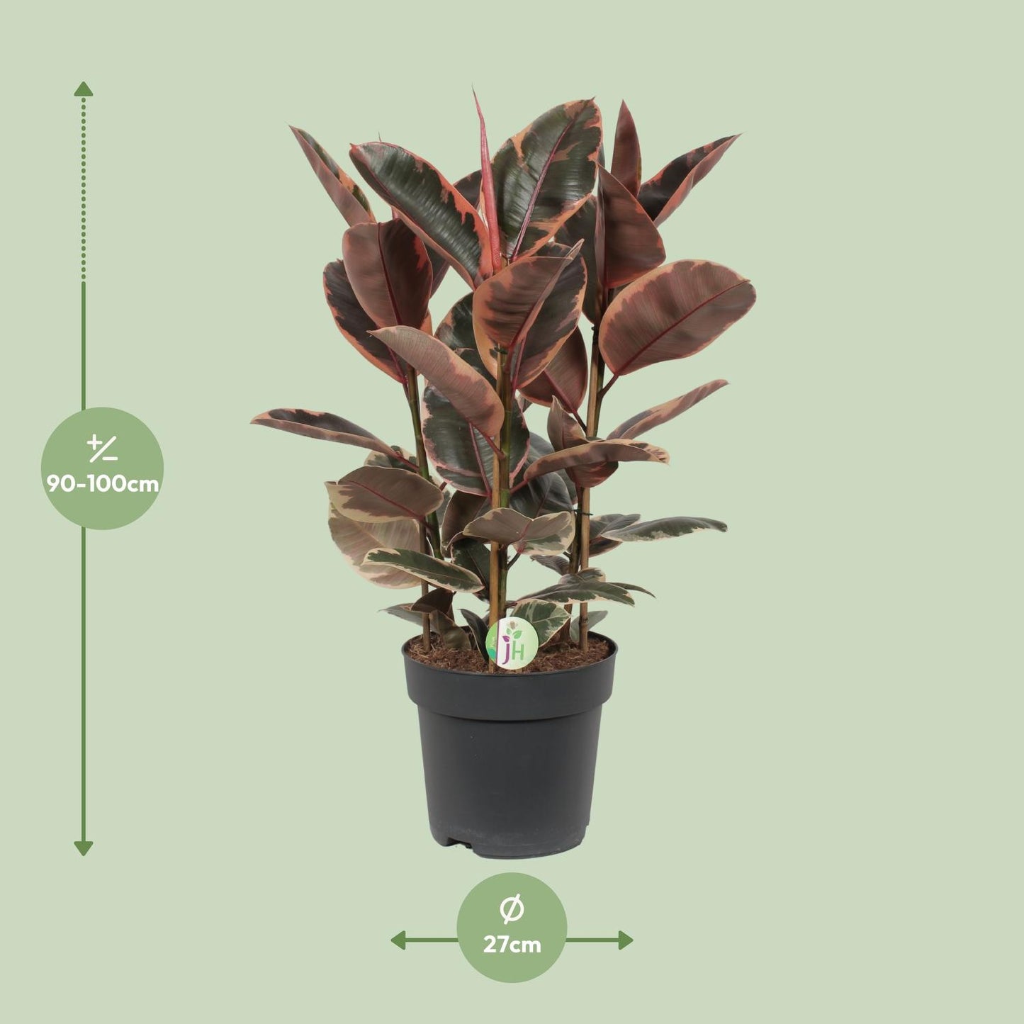 Ficus Elastica Belize - Ø27cm - ↕80cm