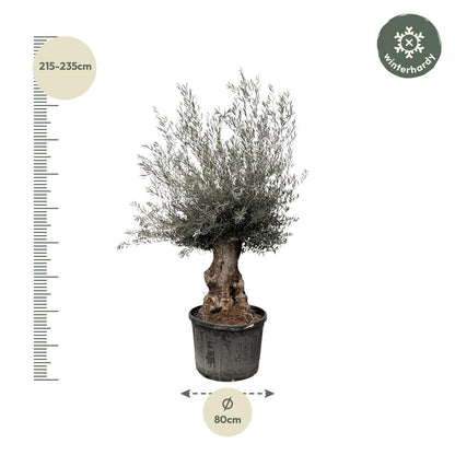 Olea Europaea Bonsai - 270cm- Ø80
