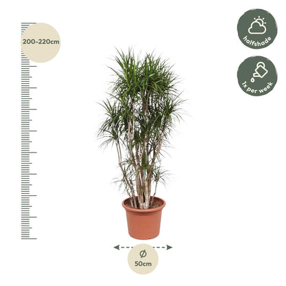 Dracaena Marginata vertakt - 220 cm - ø40