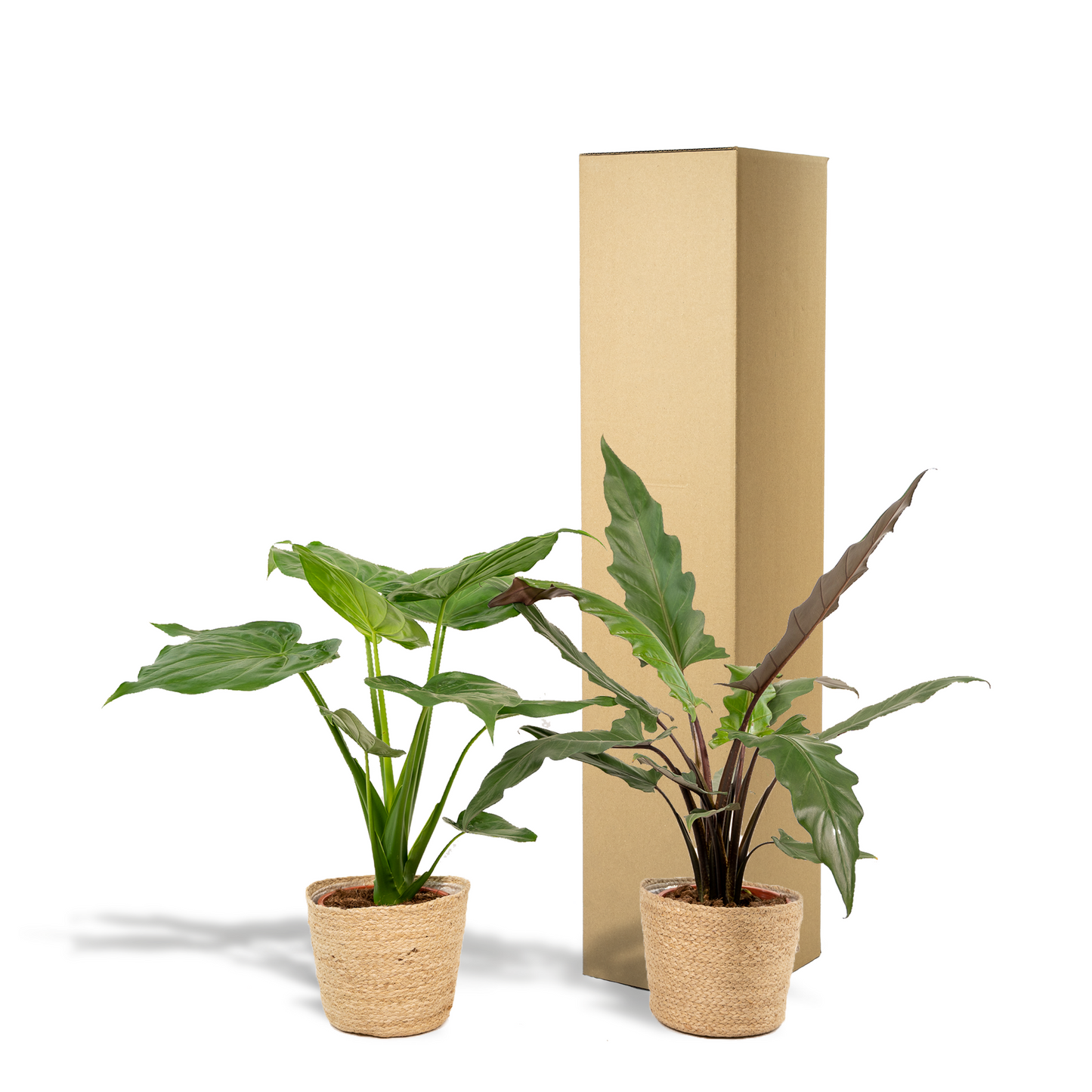 Planten Bundel | Exotic Escape - inclusief mand