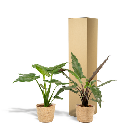 Planten Bundel | Exotic Escape - inclusief mand