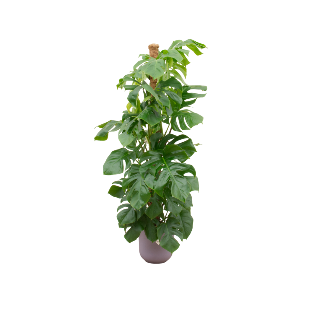 Combi deal - Monstera XL inclusief Elho Jazz Pot - 150cm