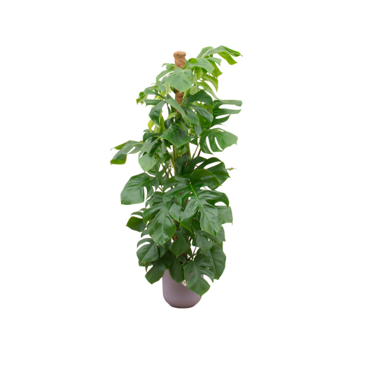 Combi deal - Monstera XL inclusief Elho Jazz Pot - 150cm