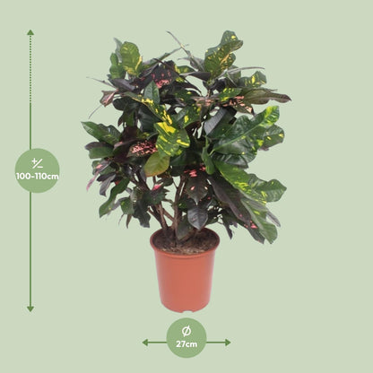 Croton Magnificent - Ø27cm - ↕110cm